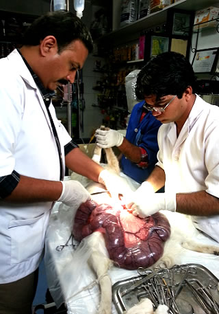 veterinarian.dog.png